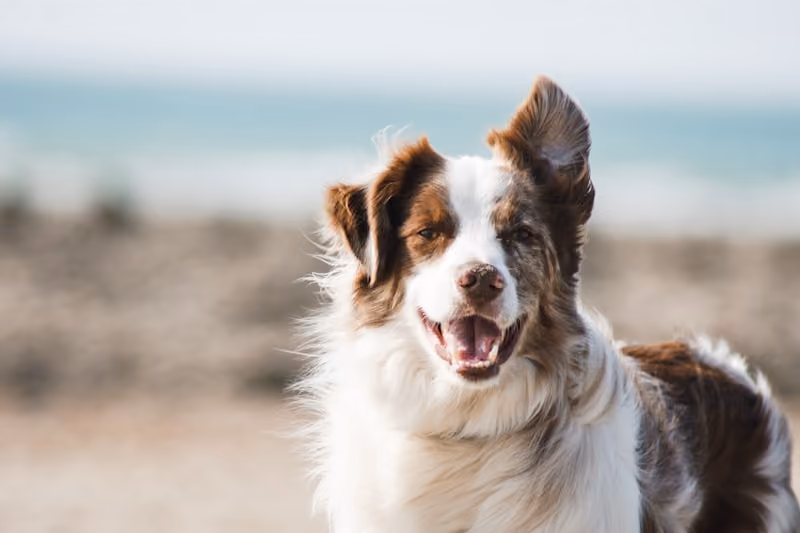 A friendly dog enjoying the open spaces at a cottage