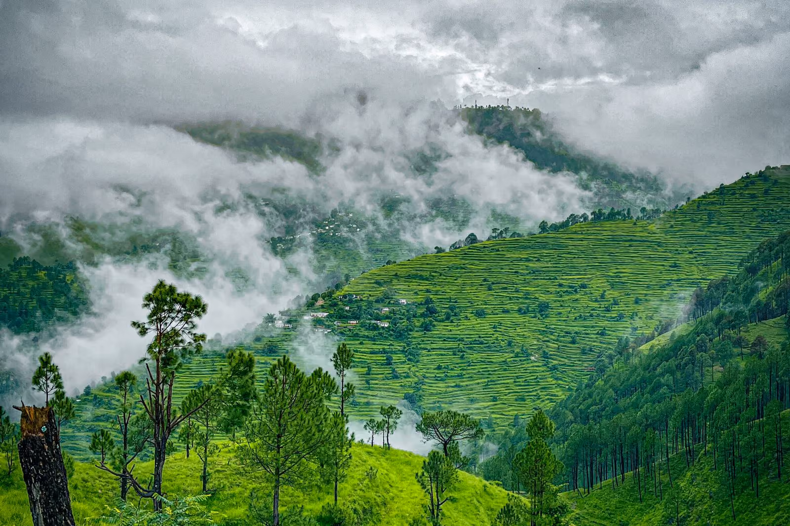 Misty green tea-plantation hills with low clouds drifting over the ridges