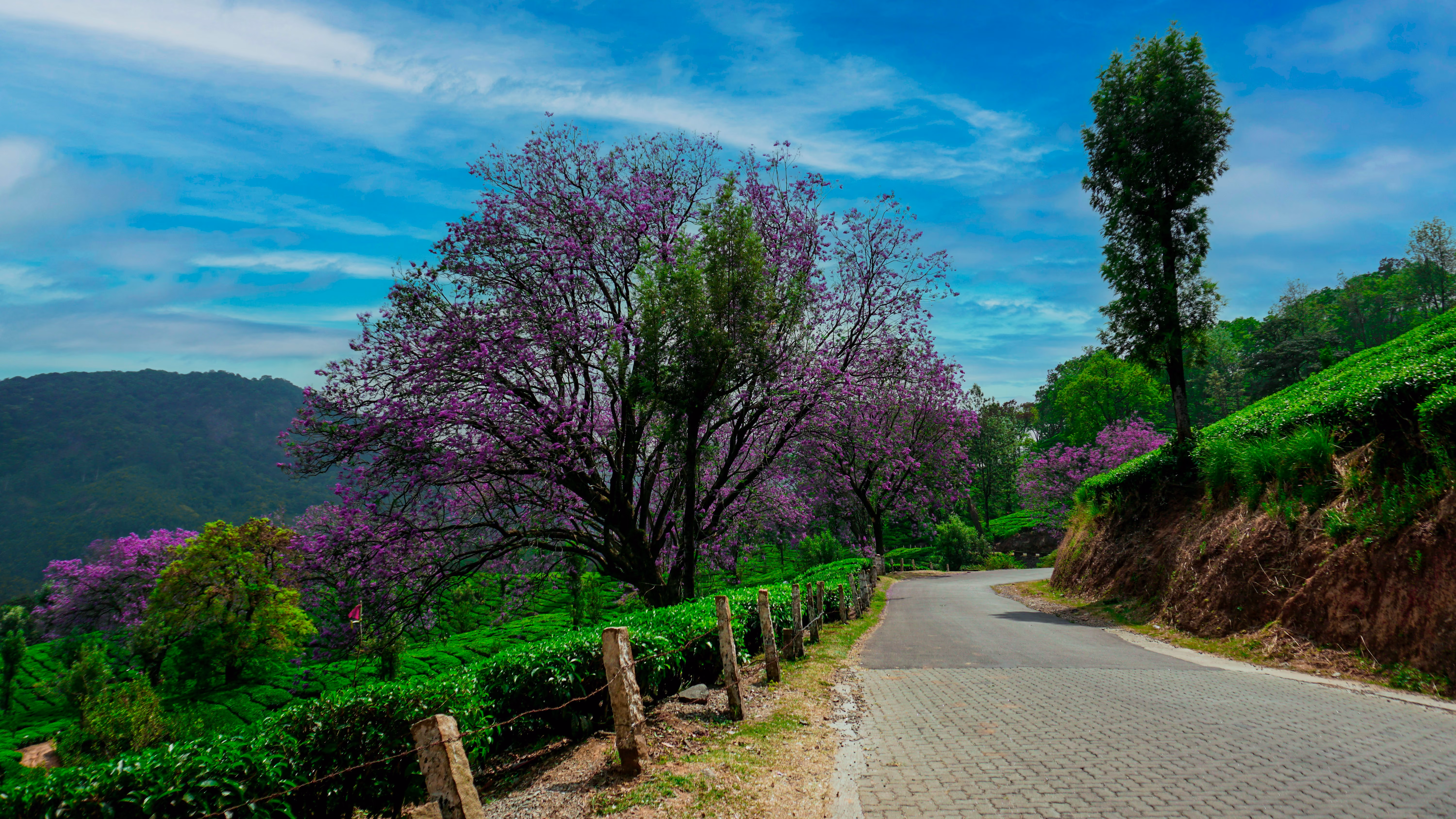 Panoramic view of rolling tea gardens in Munnar