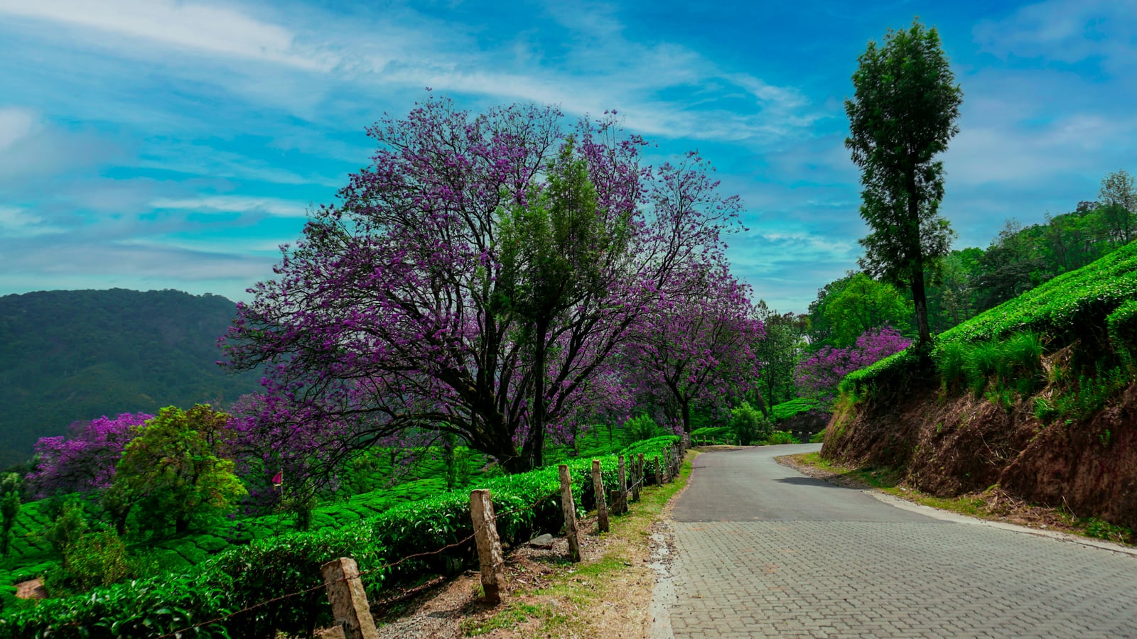 Munnar highlands around HeartLand