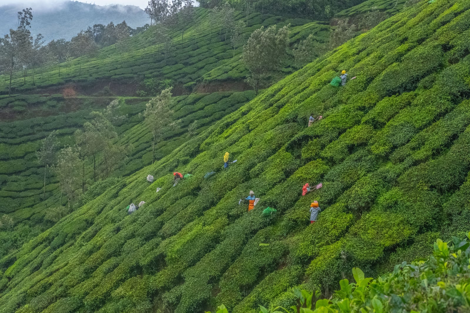 Munnar highlands around HeartLand