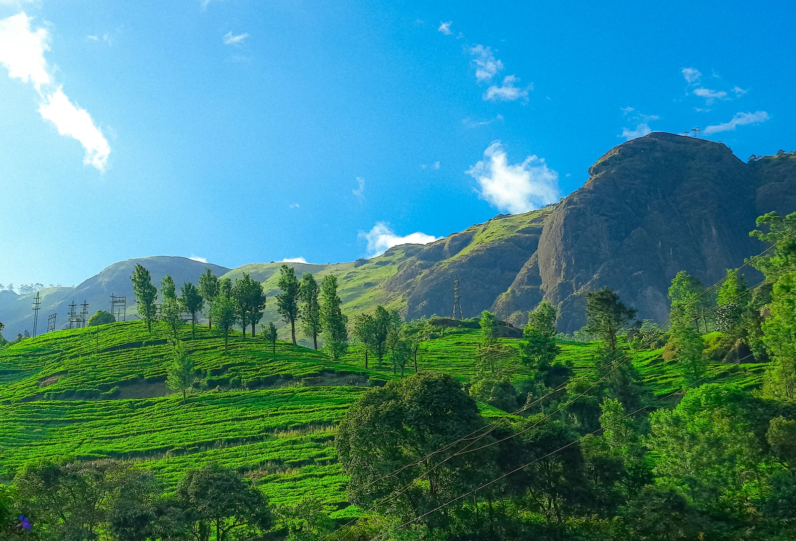 Tea garden walks